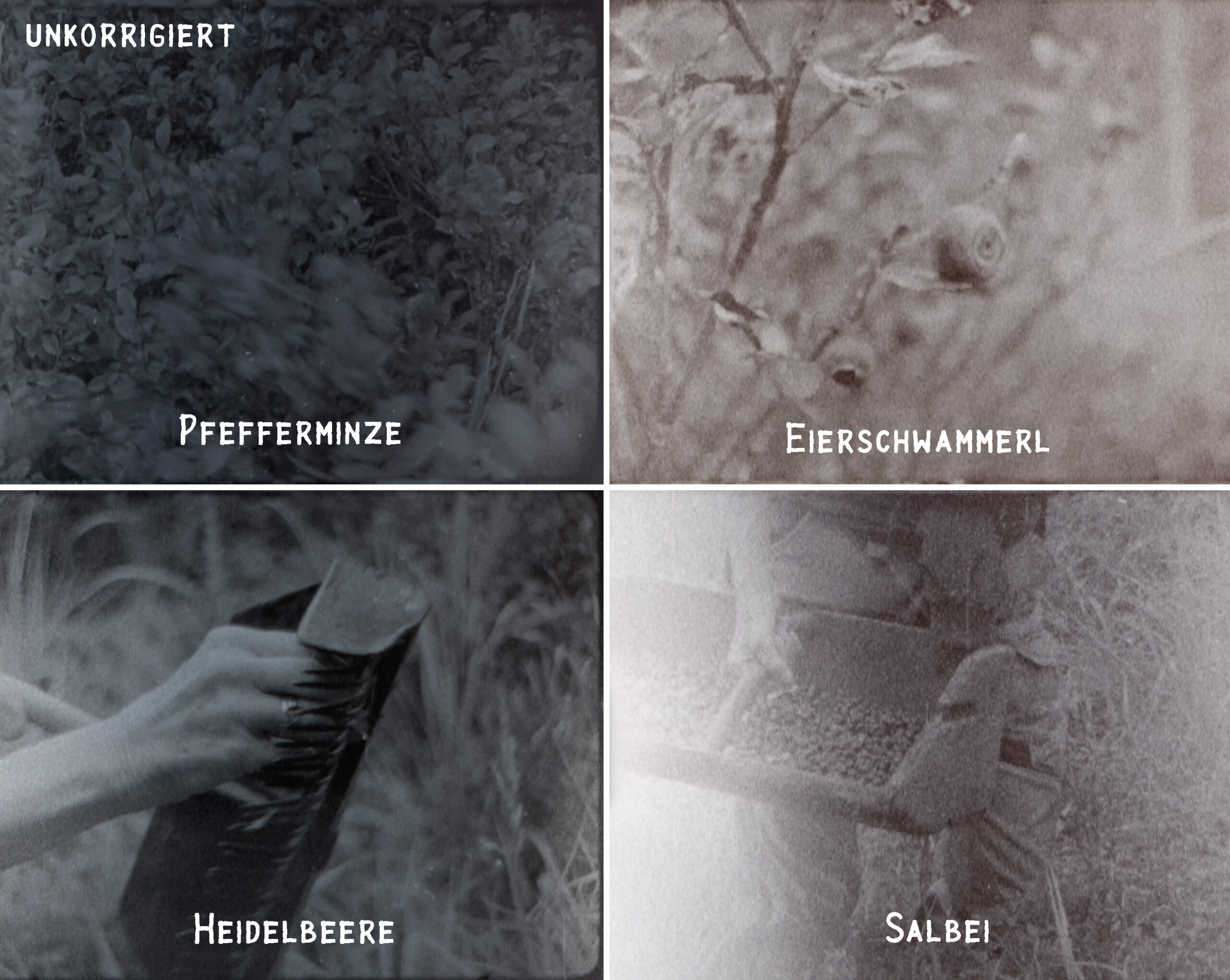 heidelbeeren05-Kopie-f994d02595255efc6fc779499f2e5670