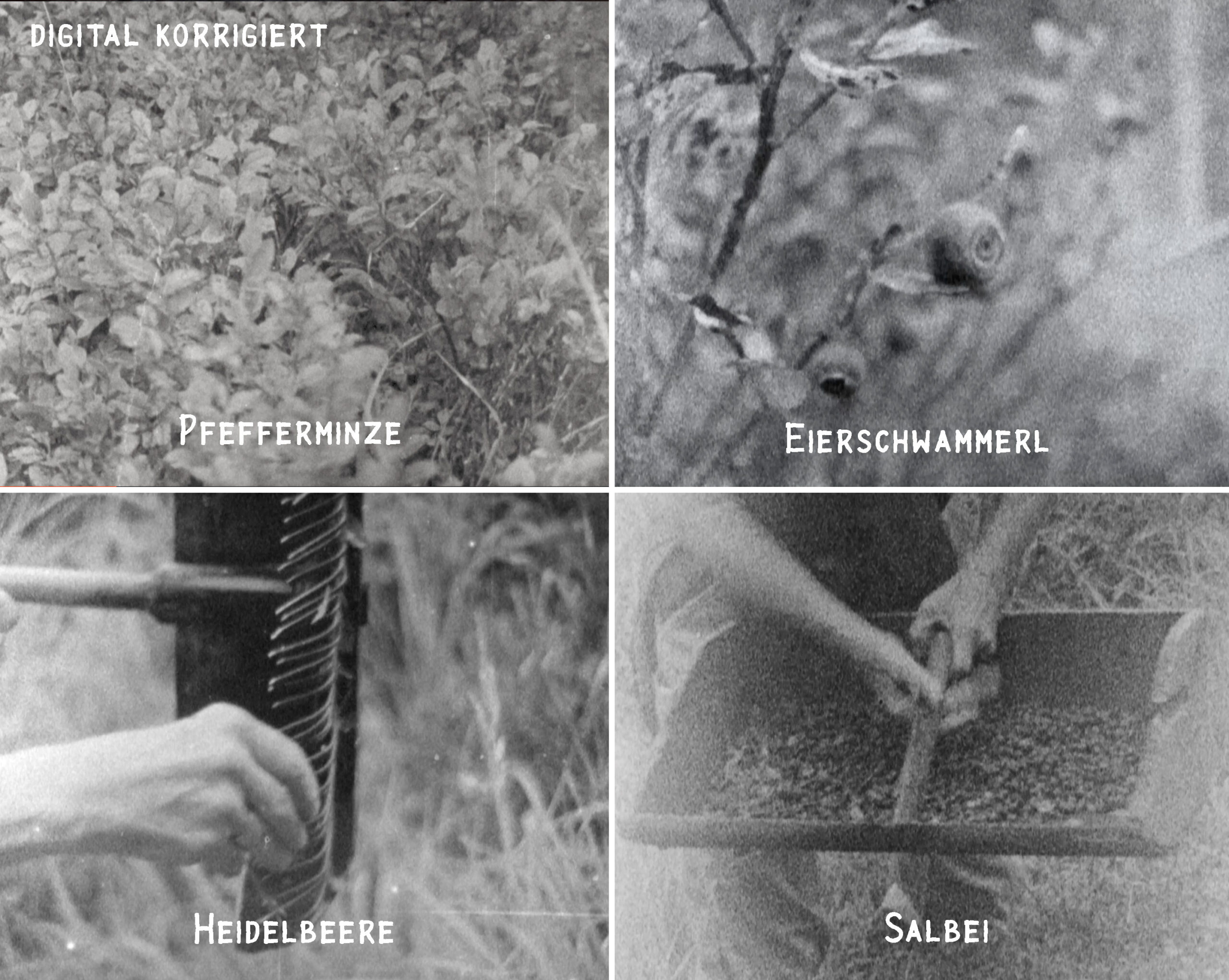 heidelbeeren06-Kopie-62119b1faa4f5be4e1f82bfcb166caa2